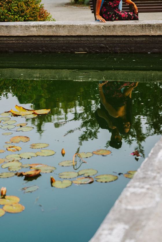 Water lilies on a dark pond
