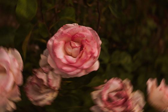 A single pink rose in close detail