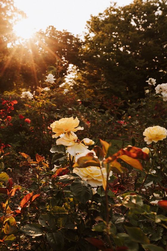 Roses backlit by the last of the sun