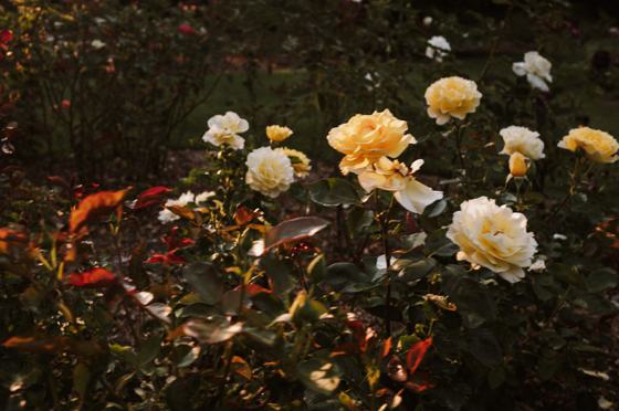A cluster of white garden roses