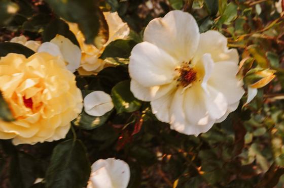 A yellow rose opening in the sun